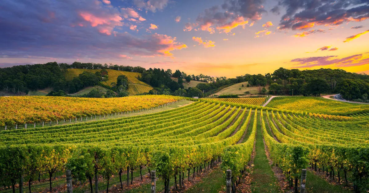 vineyard-bangalore