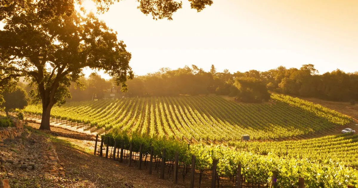 vineyard-near-bangalore