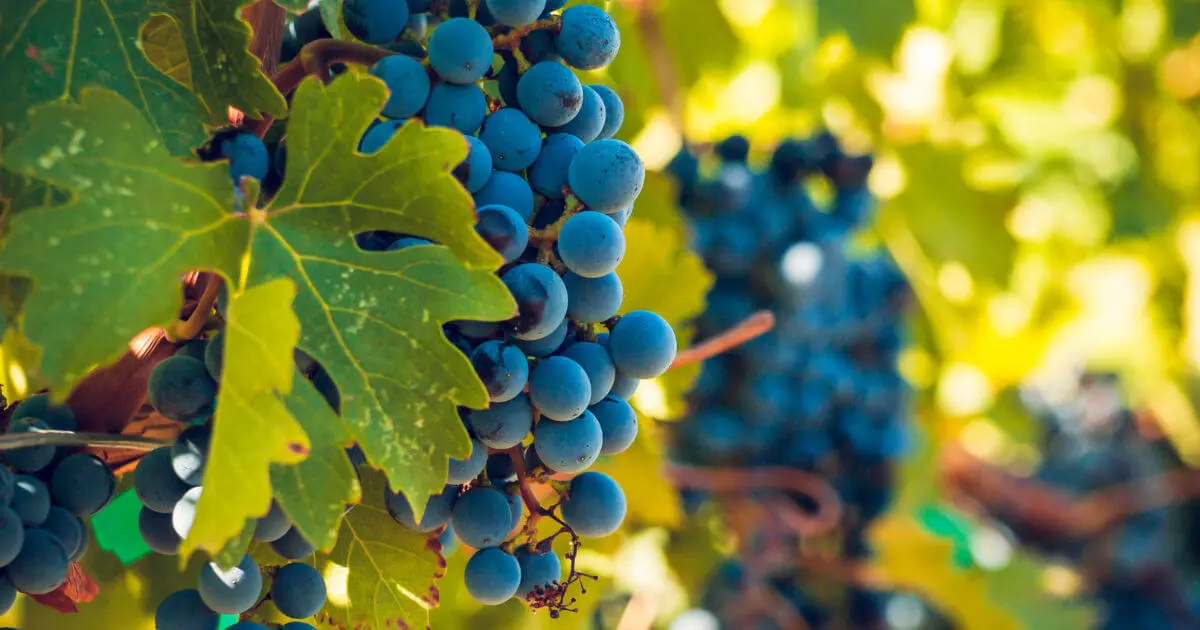 vineyards-bangalore