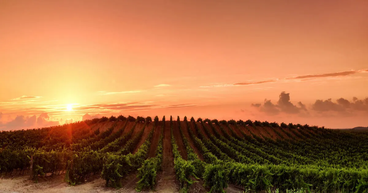 vineyards-in-bangalore