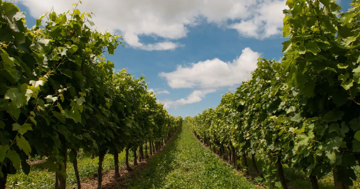 winery-in-bangalore