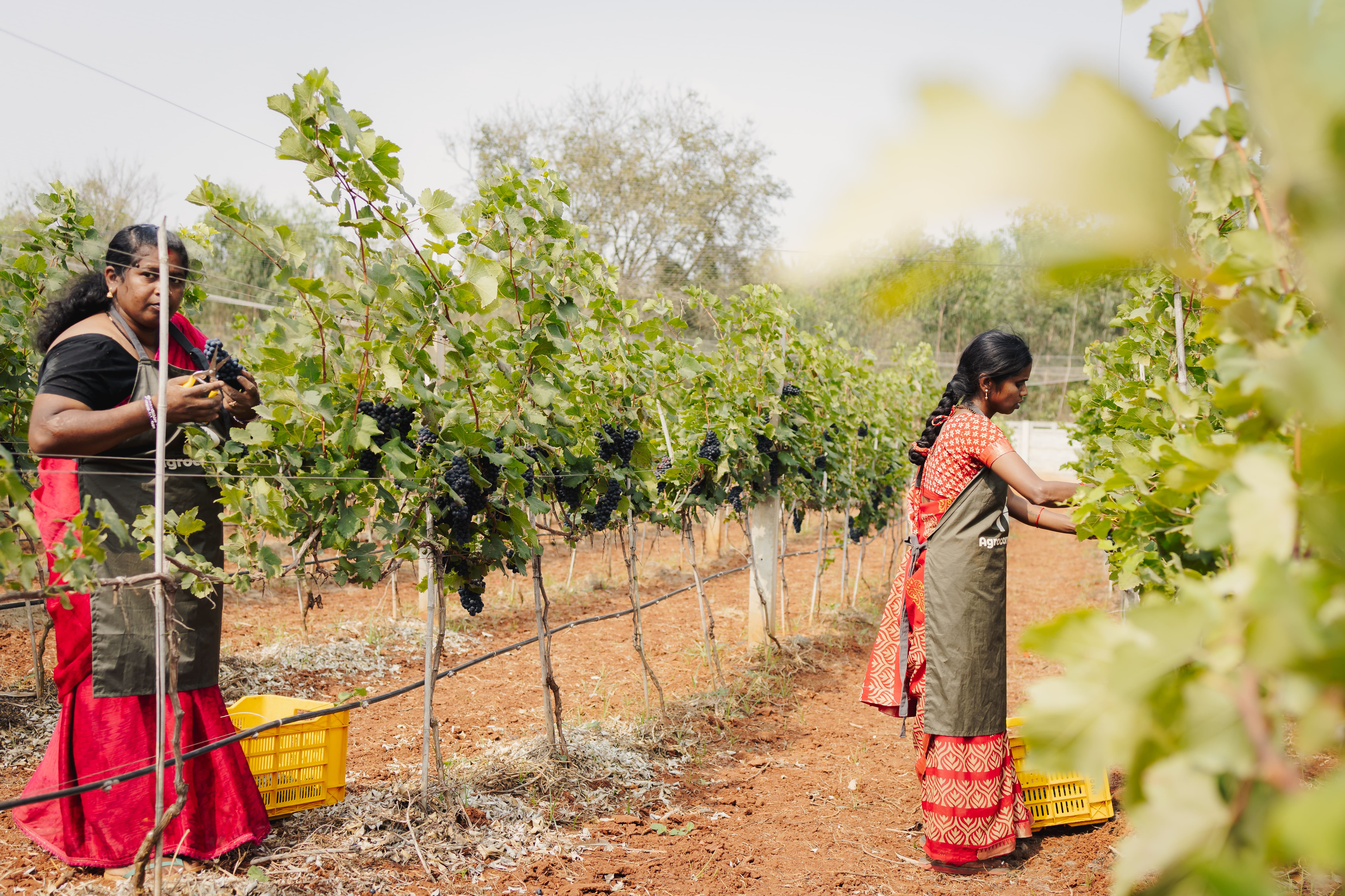 Vineyard Community
