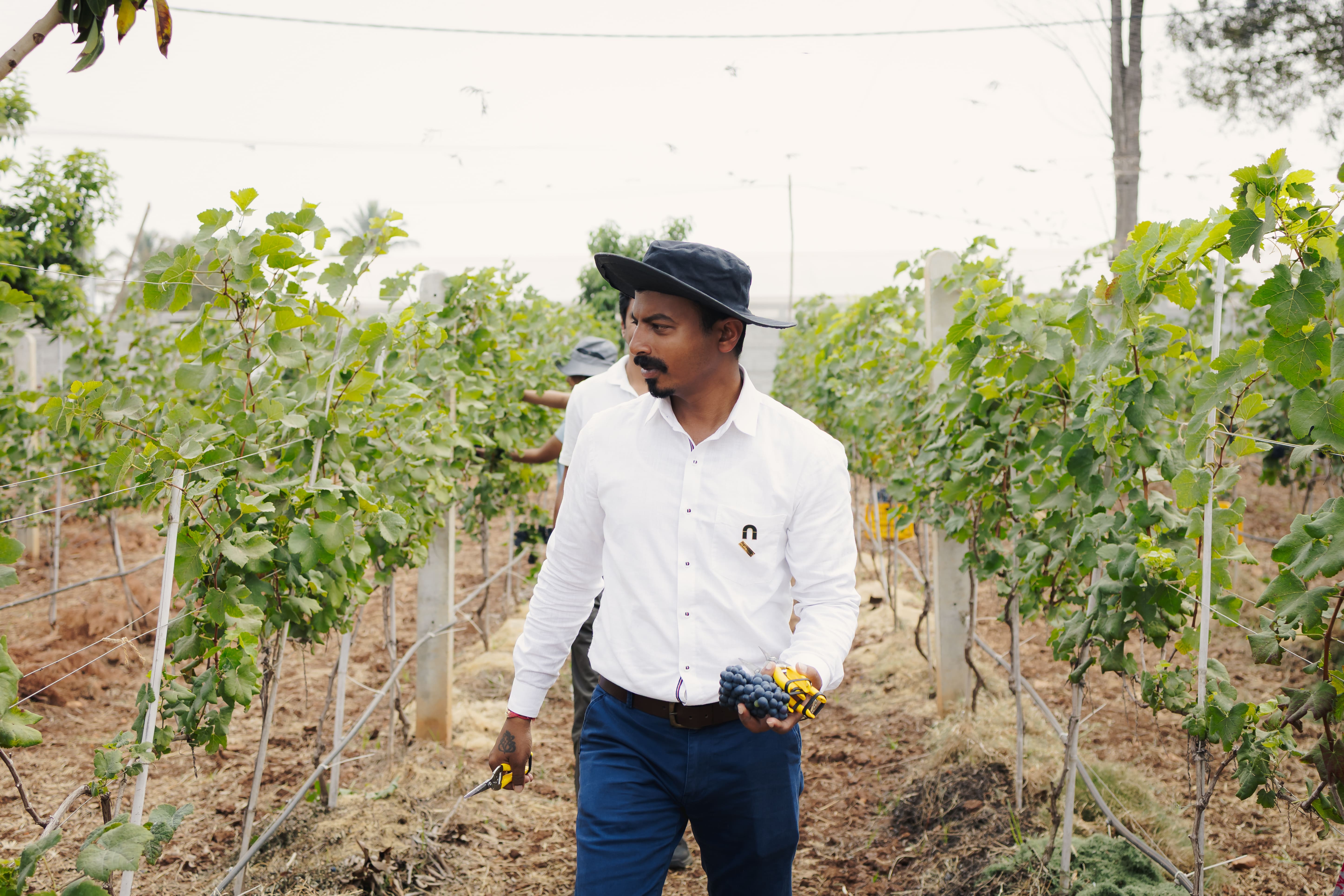 Vineyard Community
