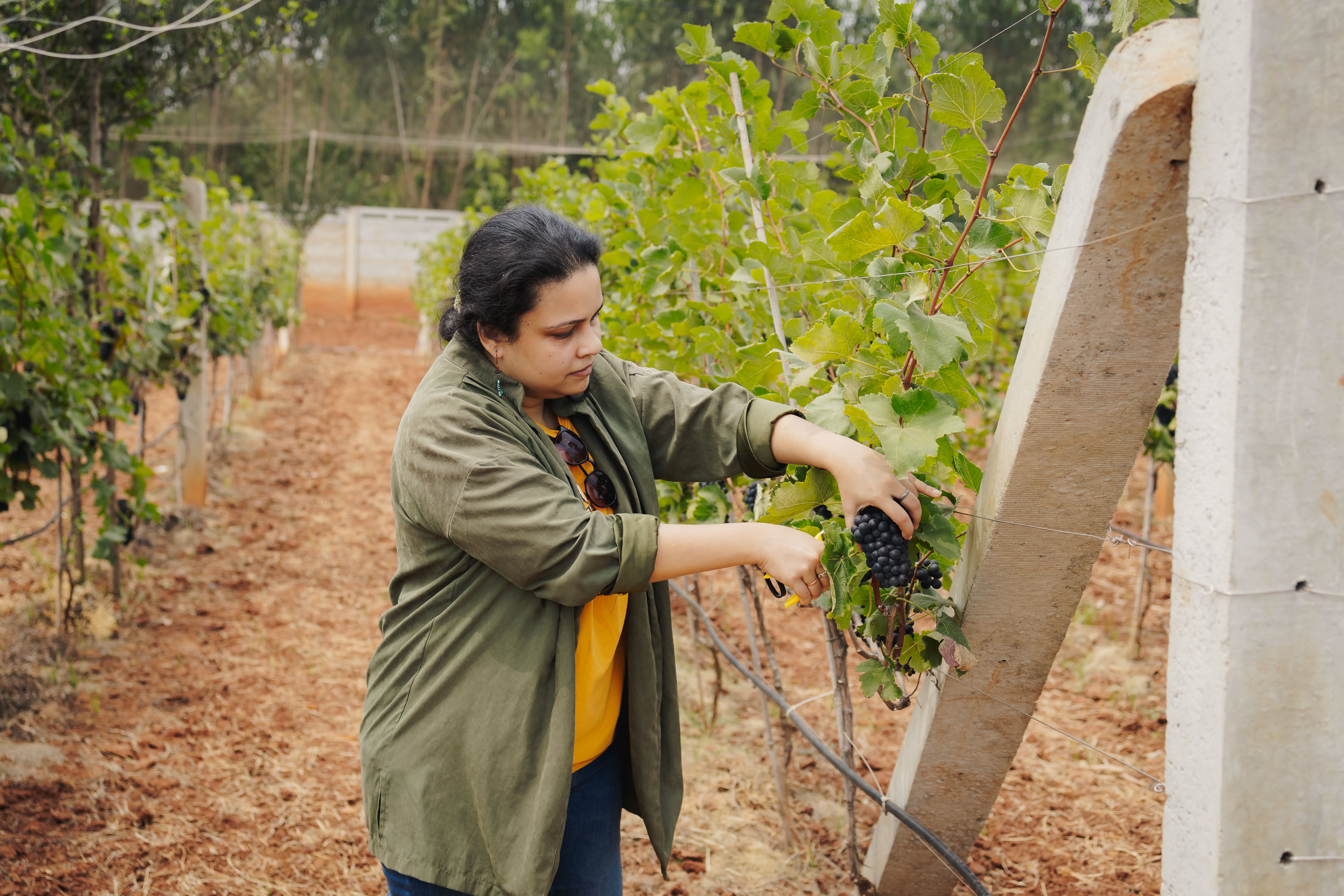 Vineyard Community