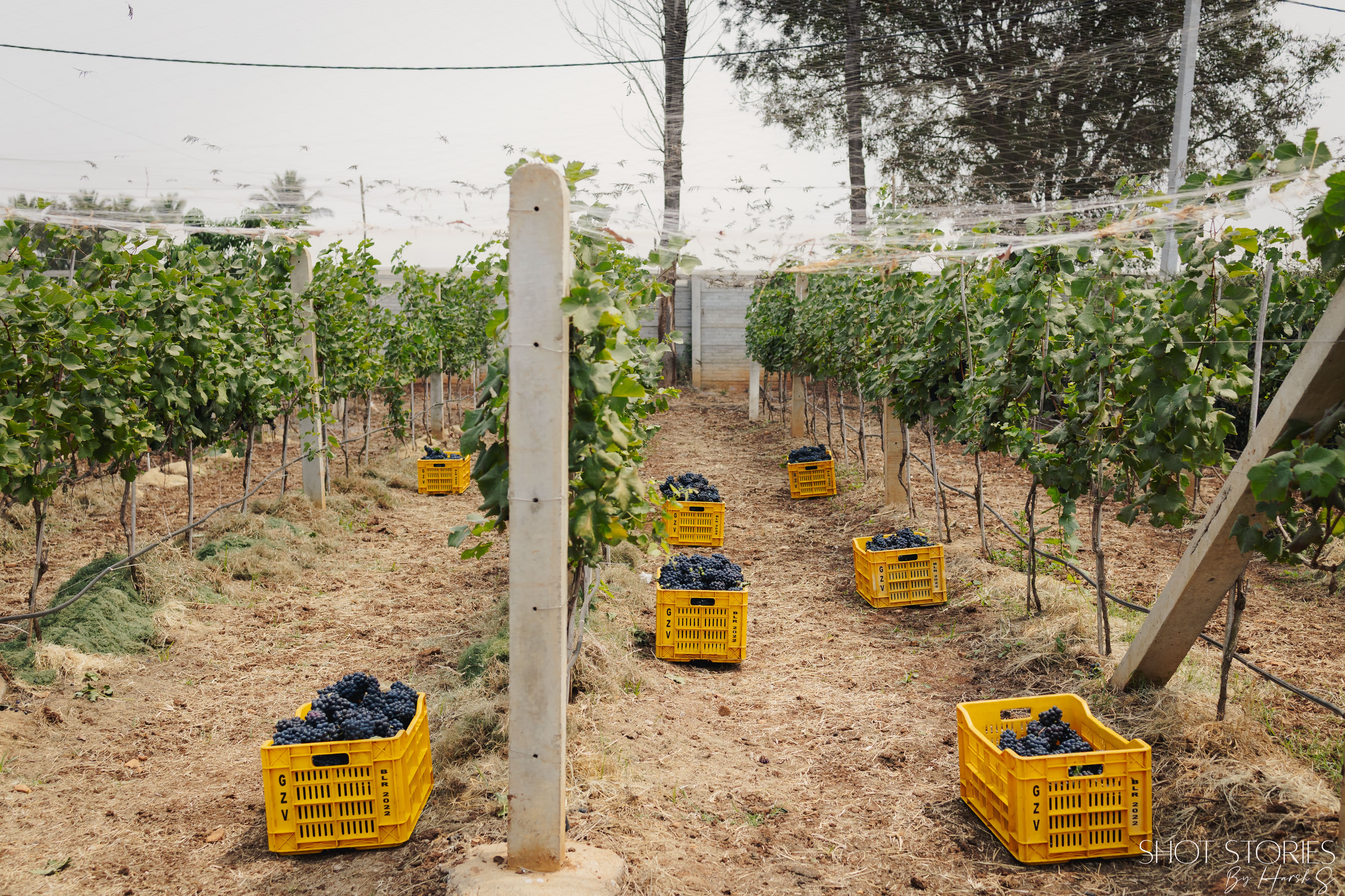 Vineyard Community