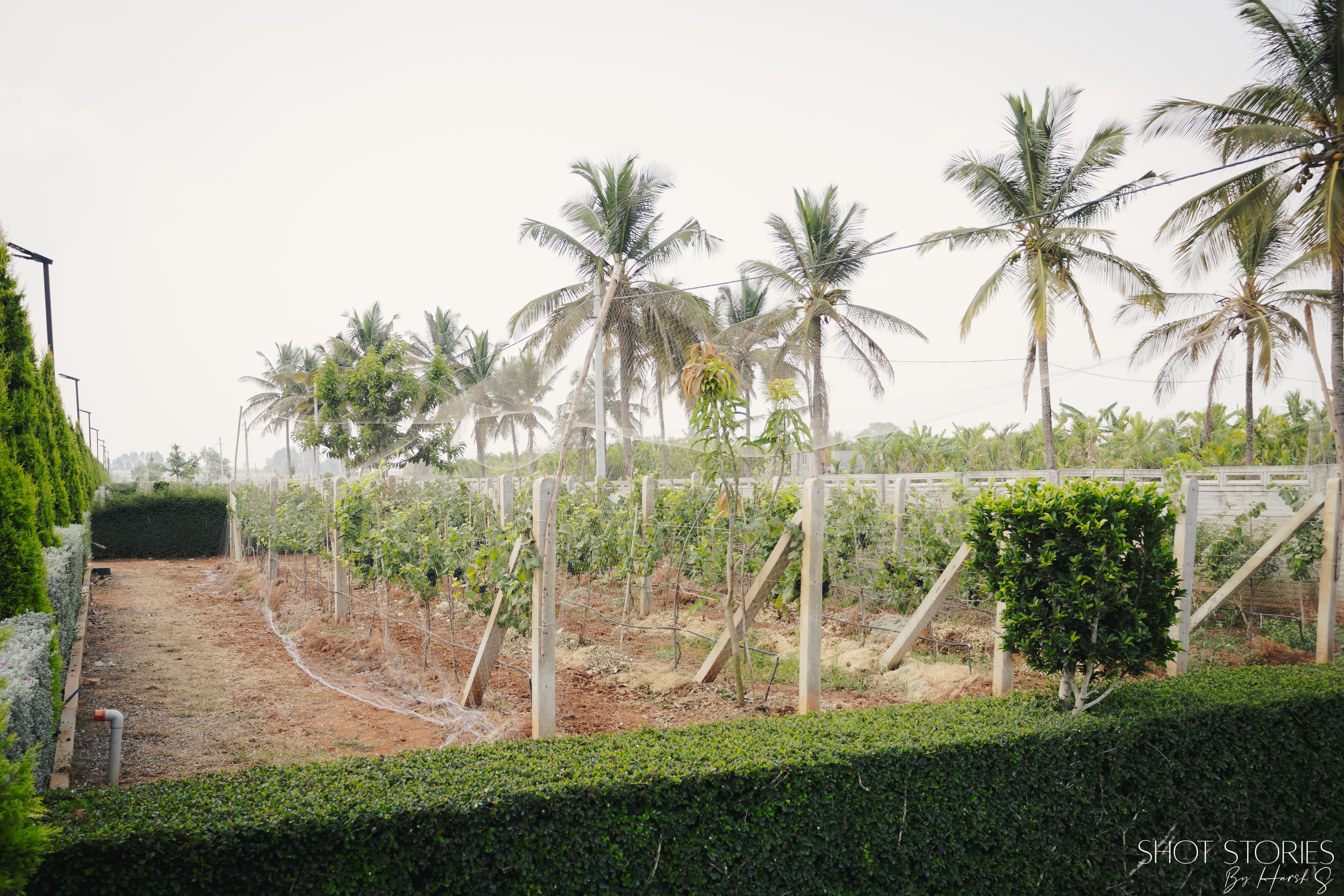Vineyard Community